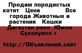 Продам породистых котят › Цена ­ 15 000 - Все города Животные и растения » Кошки   . Дагестан респ.,Южно-Сухокумск г.